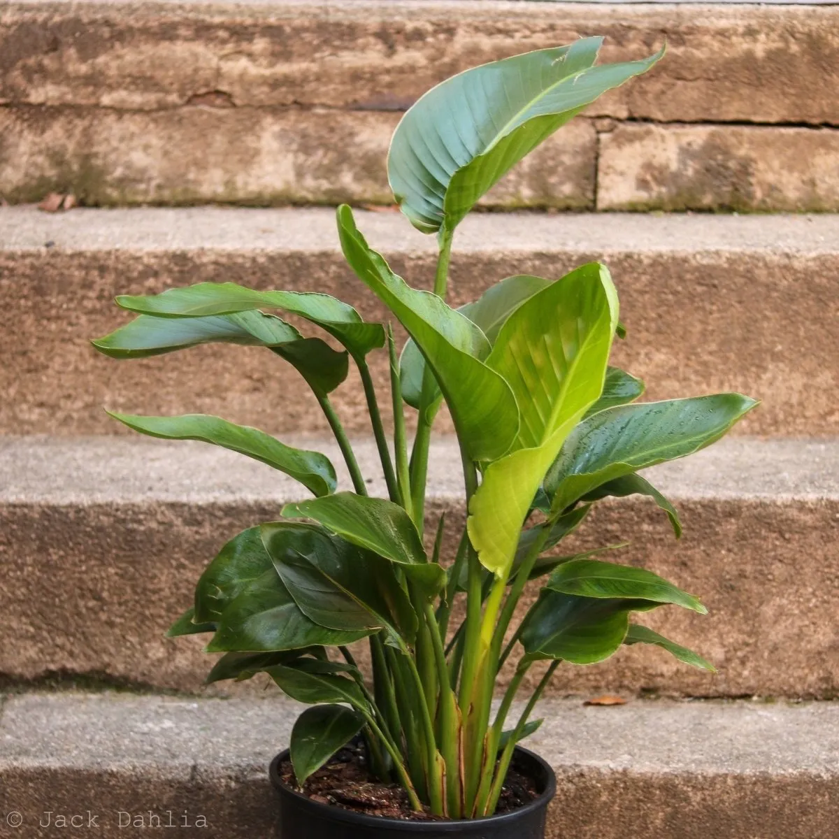 White Bird of Paradise Floor Plant - NYC Local Pickup & Delivery Only