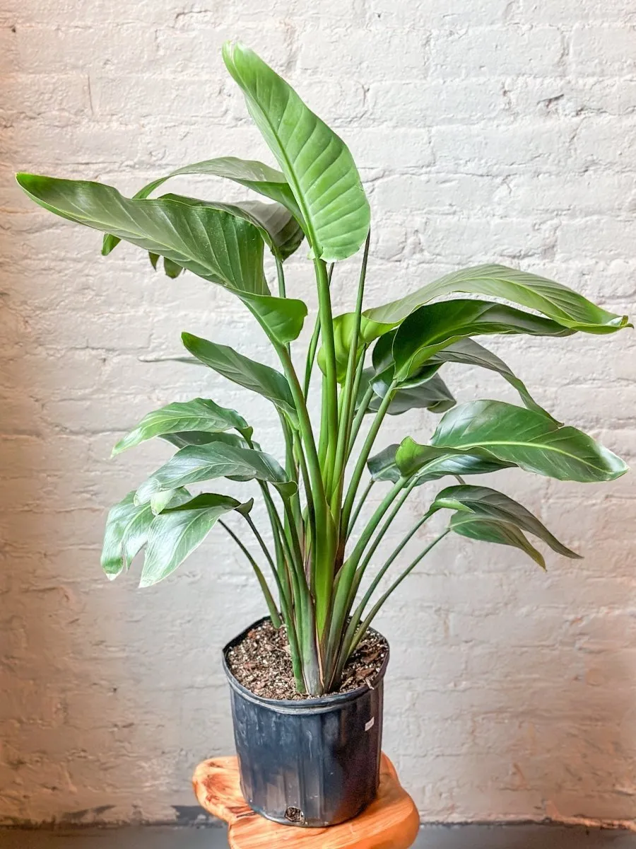 White Bird of Paradise Floor Plant - NYC Local Pickup & Delivery Only